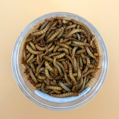 Live Mealworms 4
